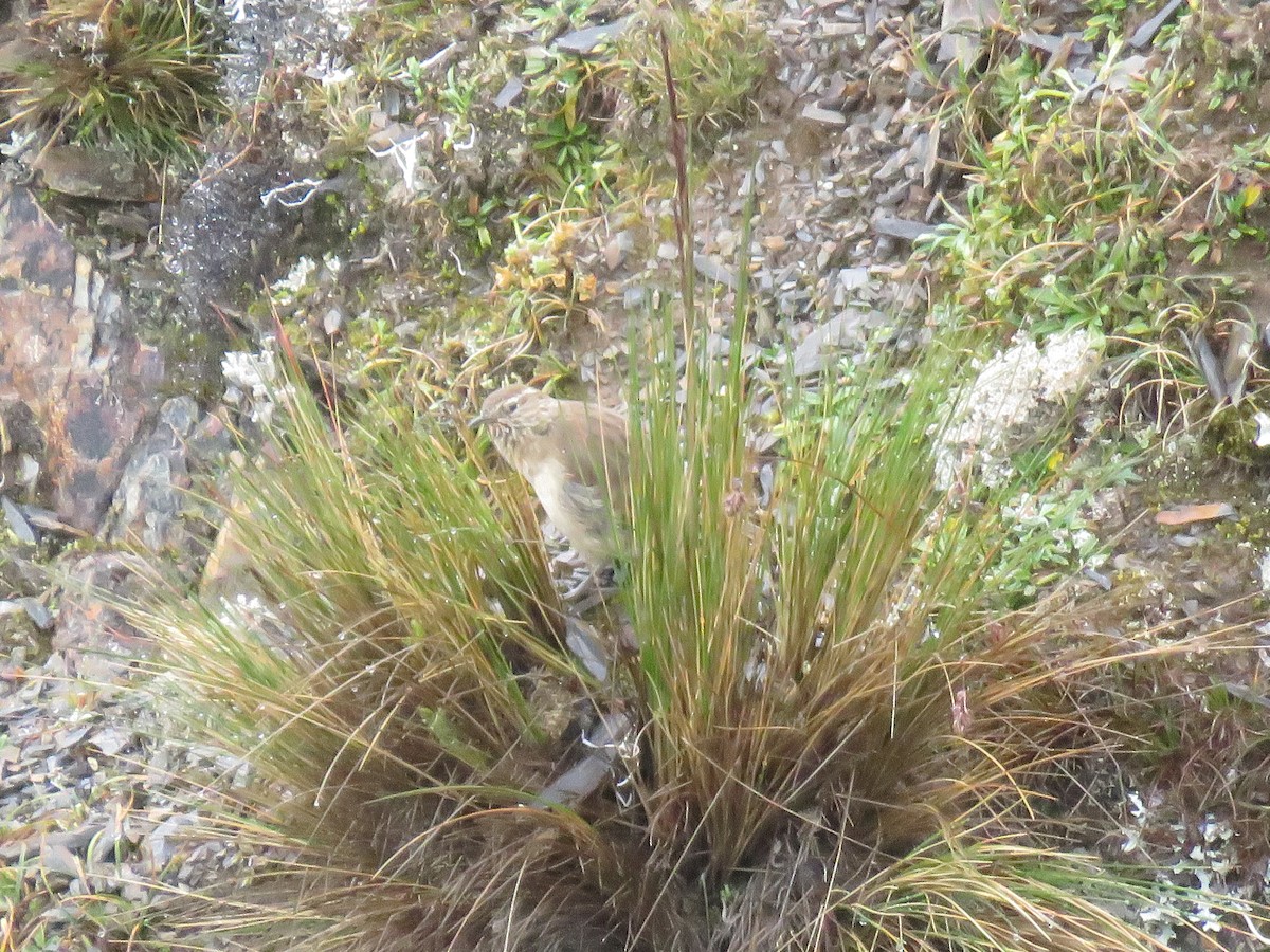 Streak-throated Canastero - ML634023810