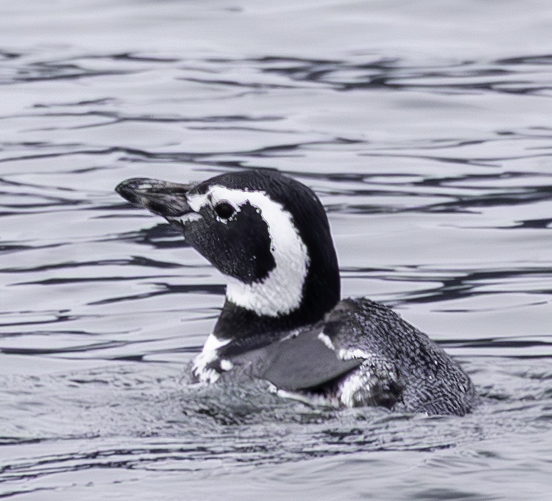 Magellanic Penguin - ML634023816