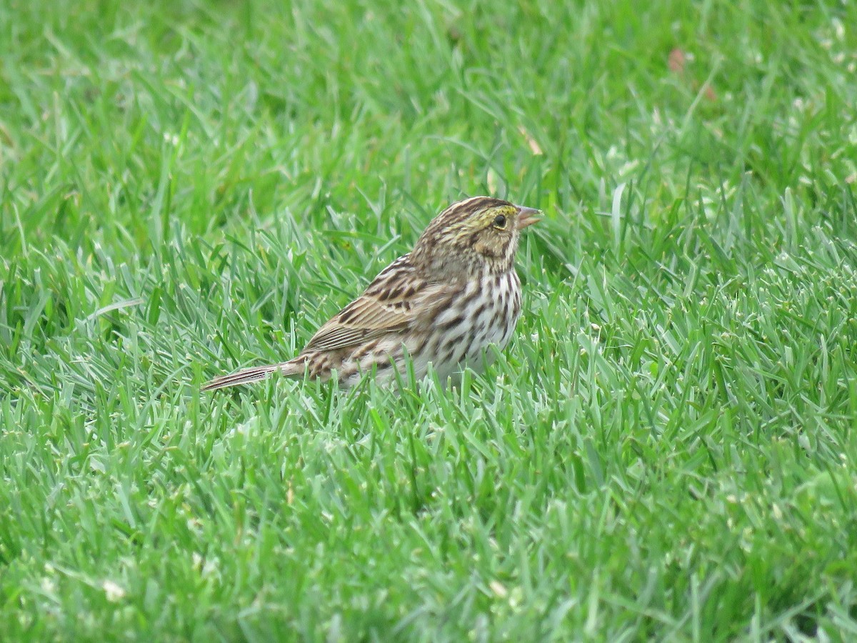 strnadec luční - ML634023835