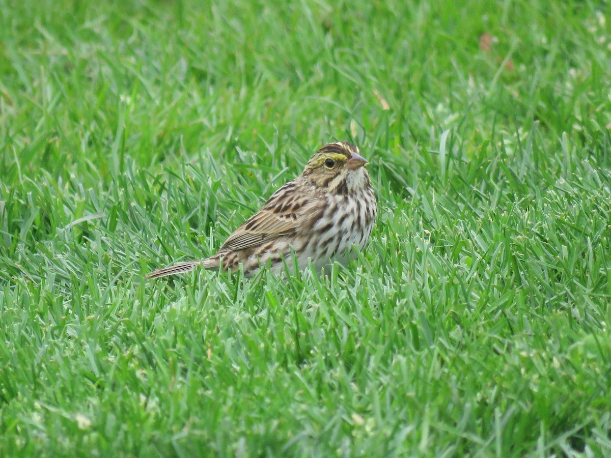 strnadec luční - ML634023836