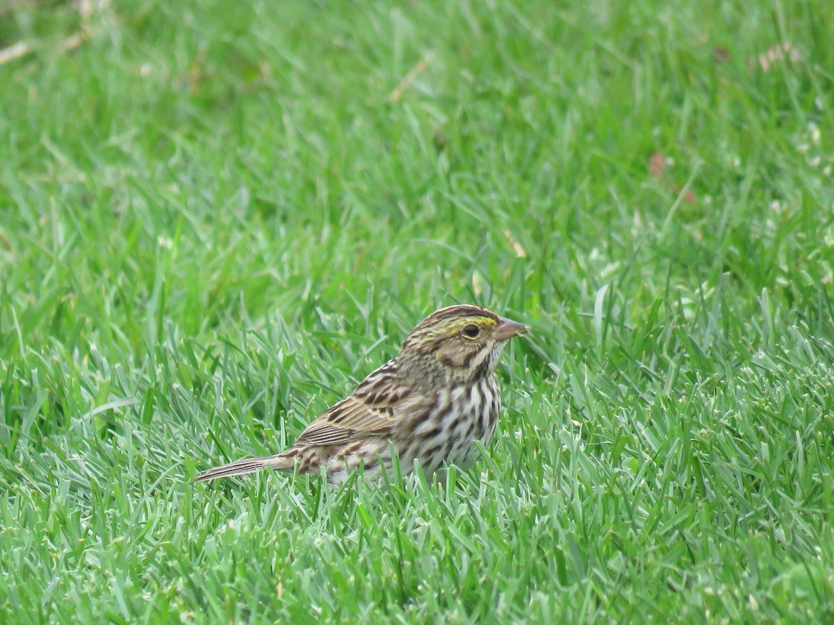 strnadec luční - ML634023837