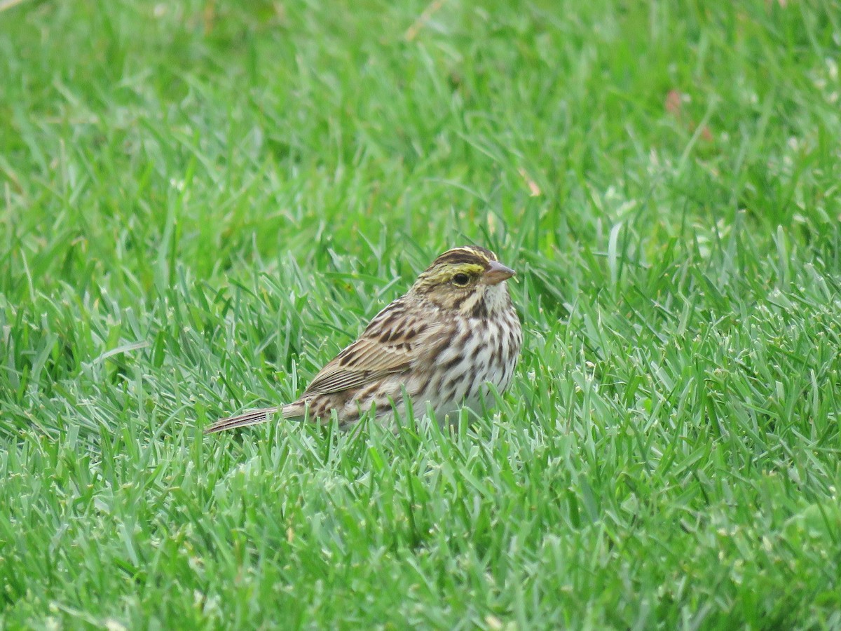 strnadec luční - ML634023838