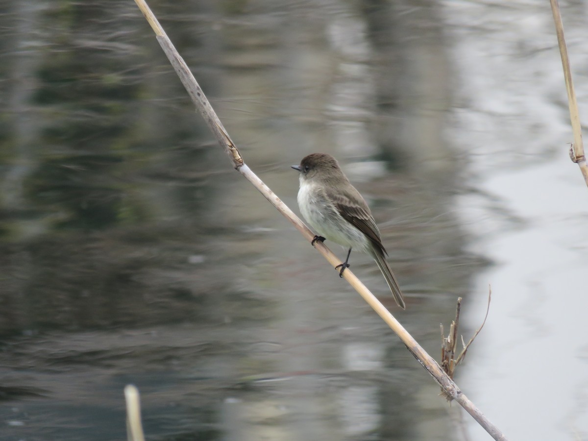 tyranovec domácí - ML634023849