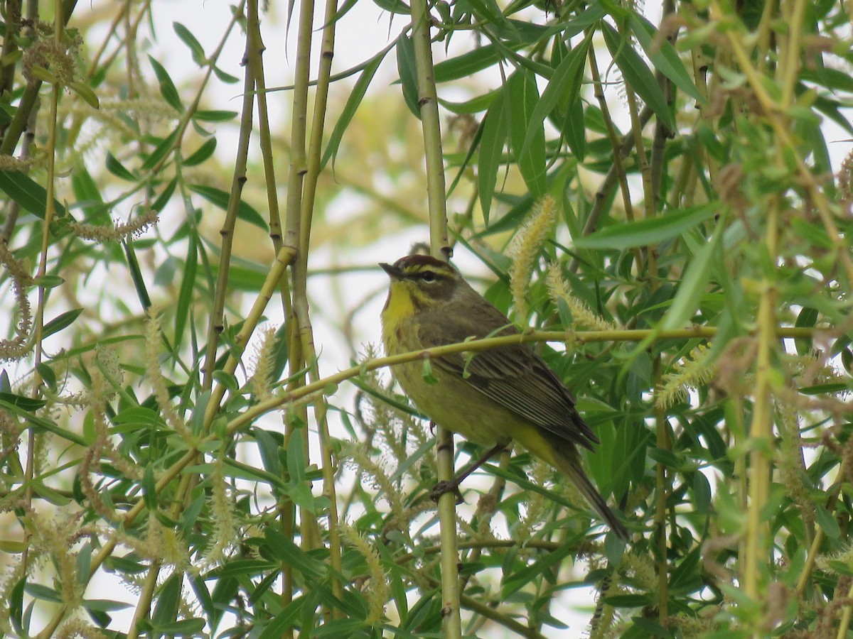 lesňáček bažinný - ML634023855