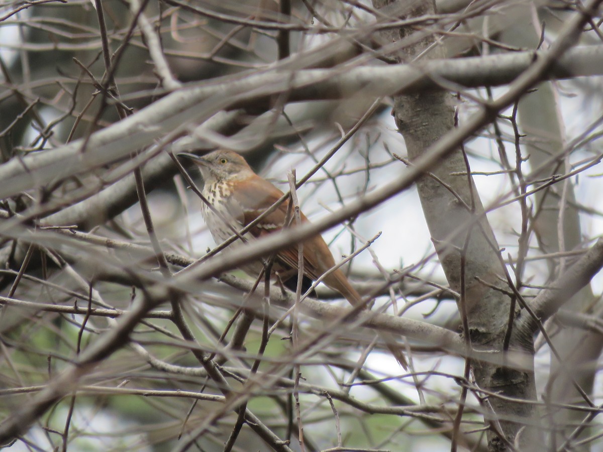 drozdec hnědý - ML634023881