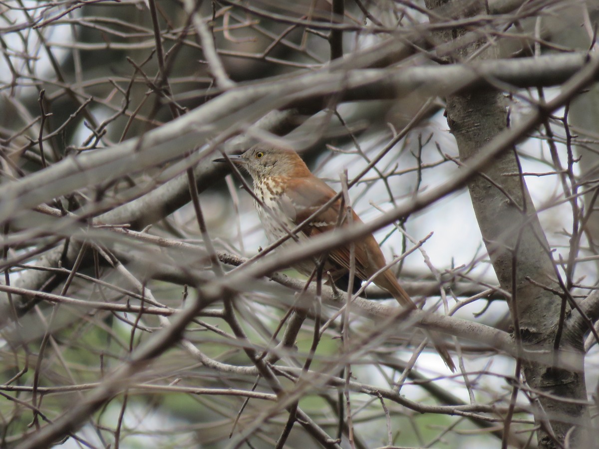 drozdec hnědý - ML634023883