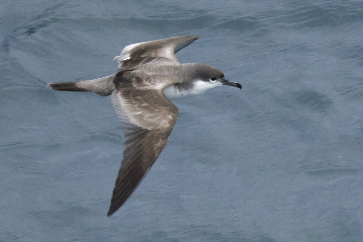 Буревісник Бюлера - ML634024011