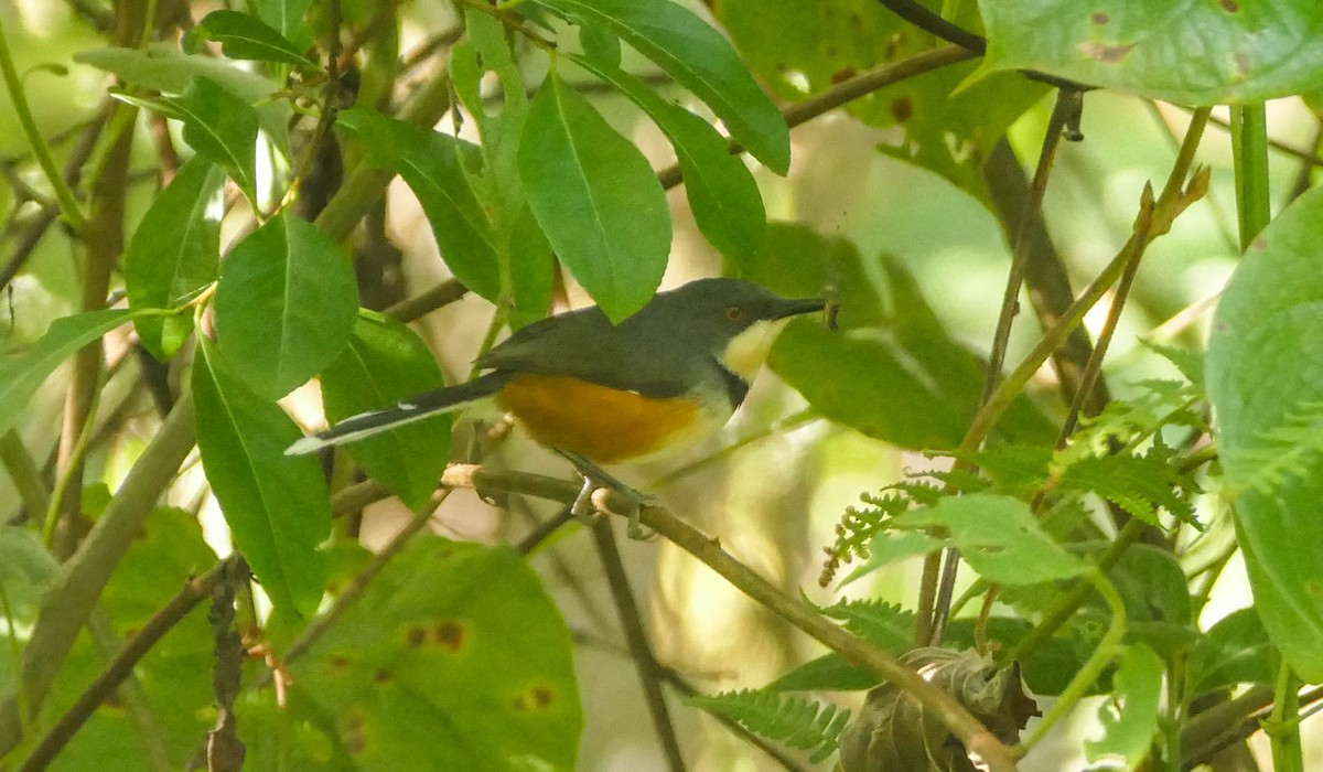 Black-collared Apalis - ML634024144