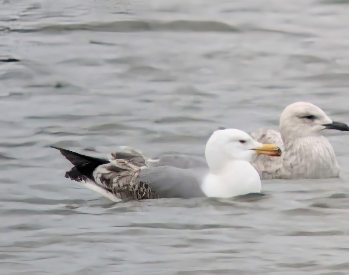 Yellow-legged Gull - ML634024147