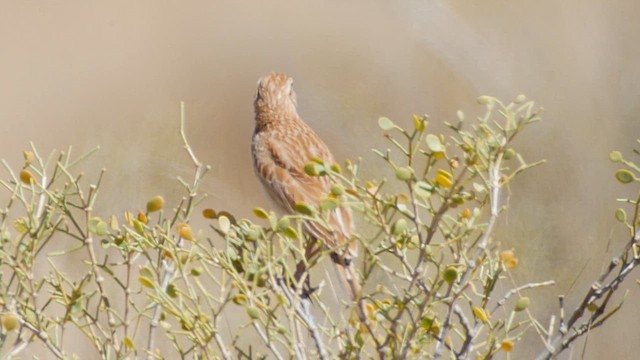 Somali Lark - ML634024221
