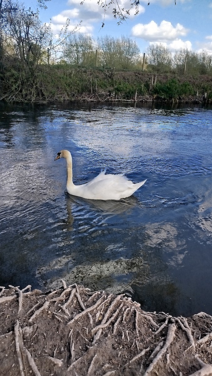 Cigno reale - ML634024393