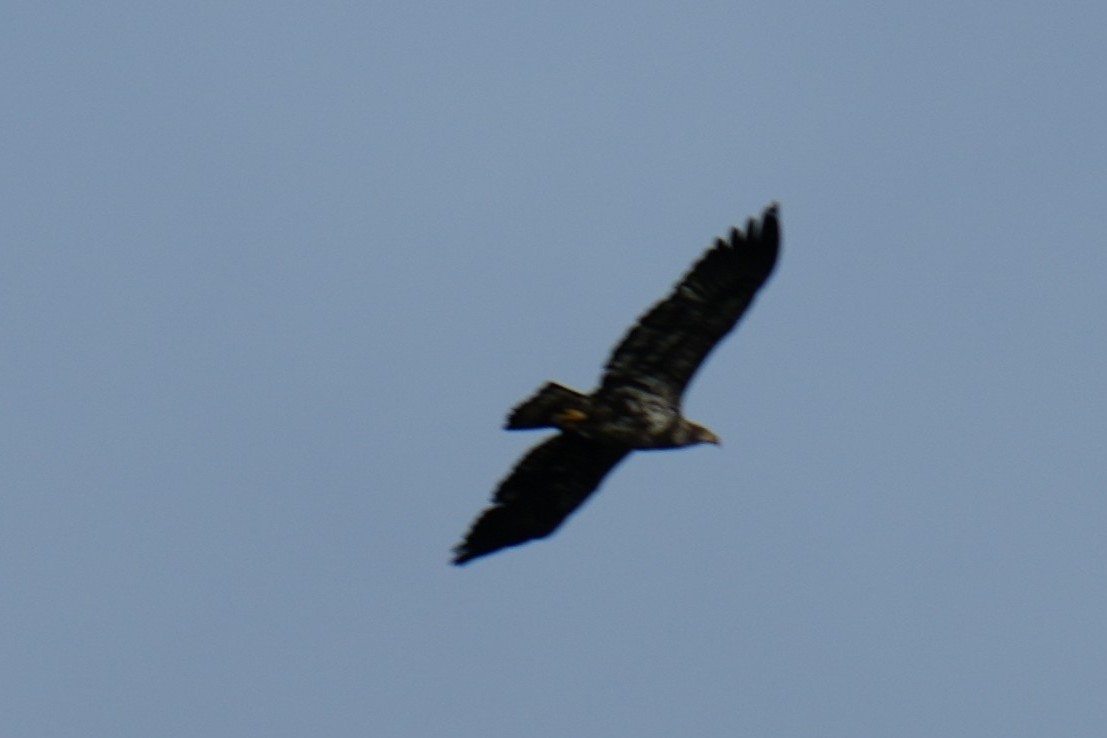 Bald Eagle - ML634024436