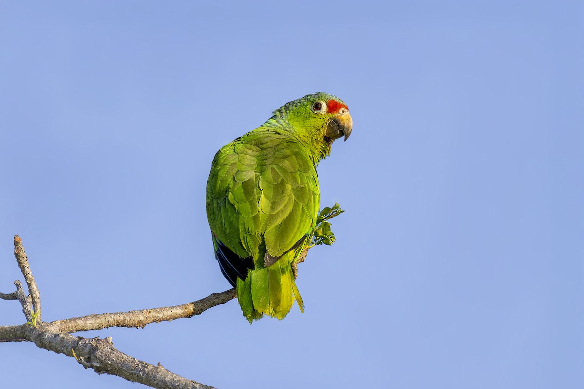 Red-lored Amazon - ML634024485