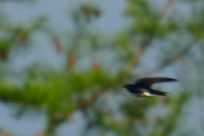 Tree Swallow - ML634024524