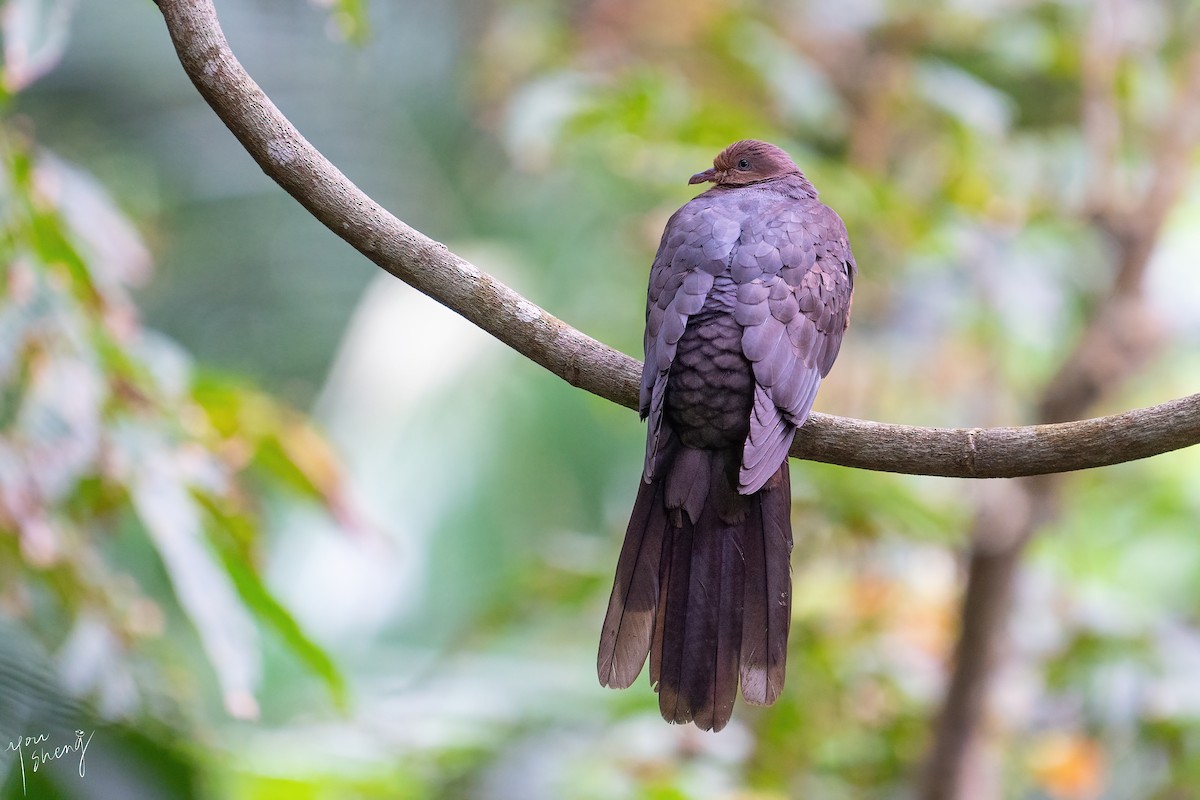 Philippine Cuckoo-Dove - ML634024638