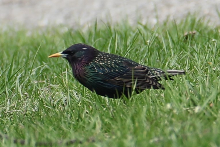 European Starling - ML634024709
