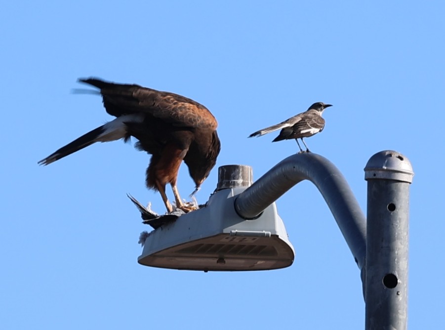 Harris's Hawk - ML634024715