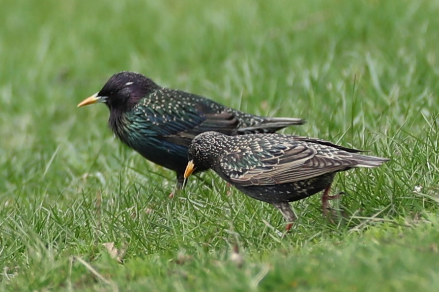 European Starling - ML634024717