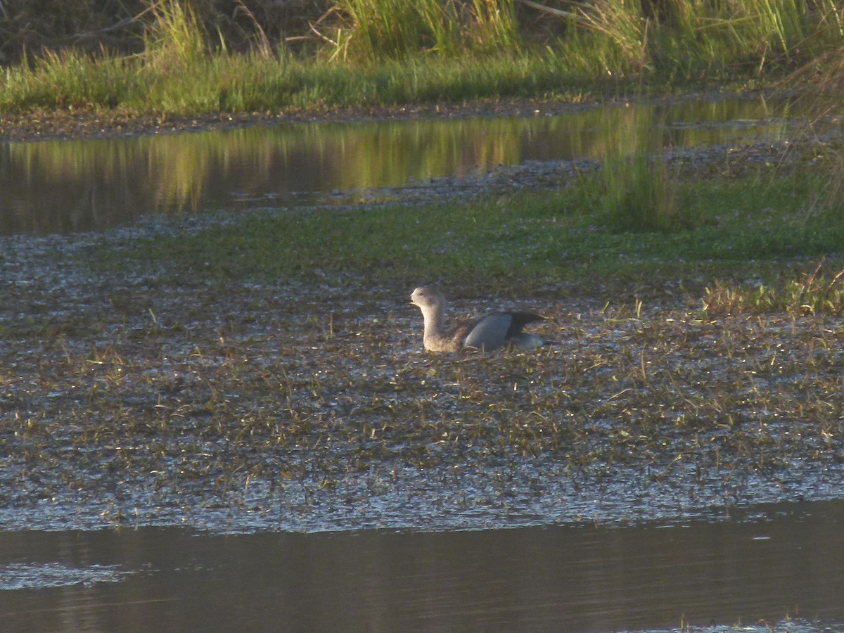 Blue-winged Goose - ML634024793