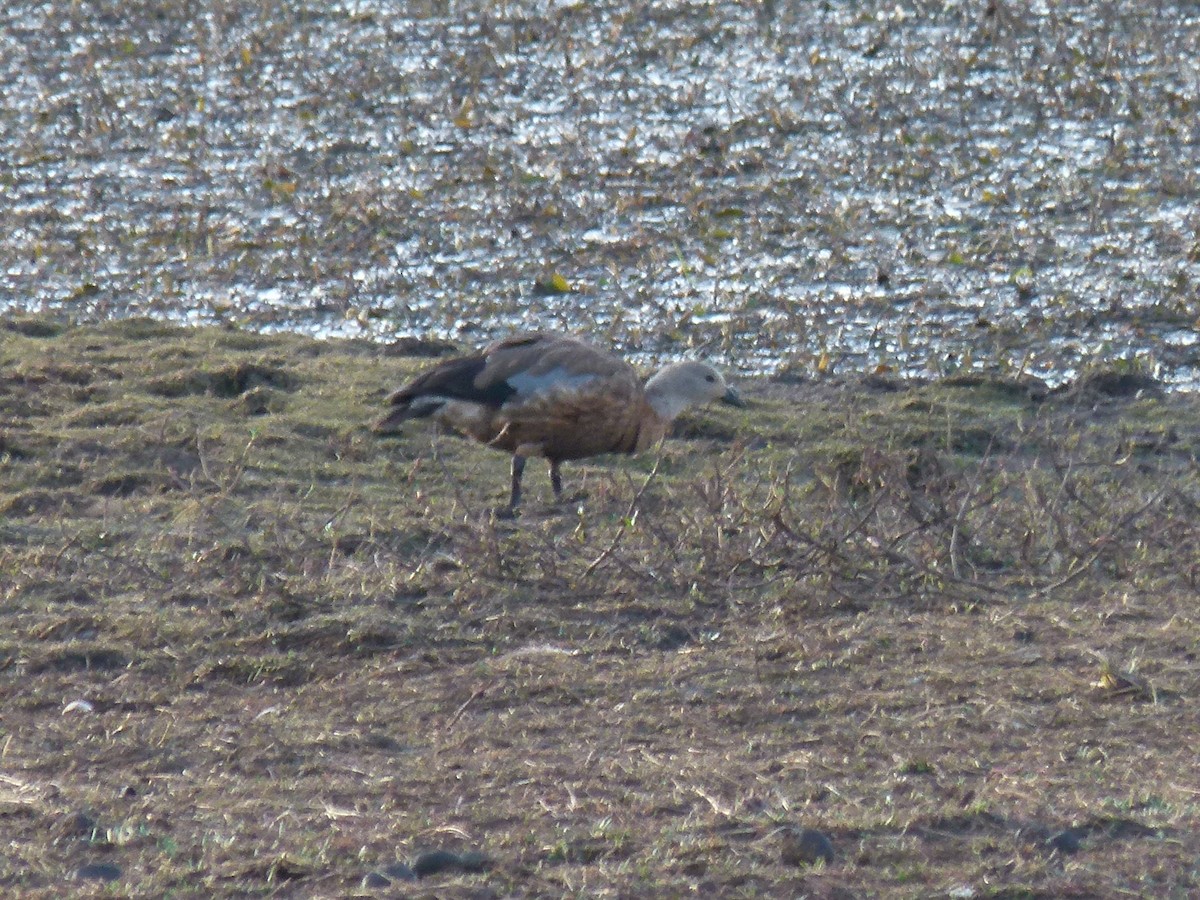 Blue-winged Goose - ML634024795