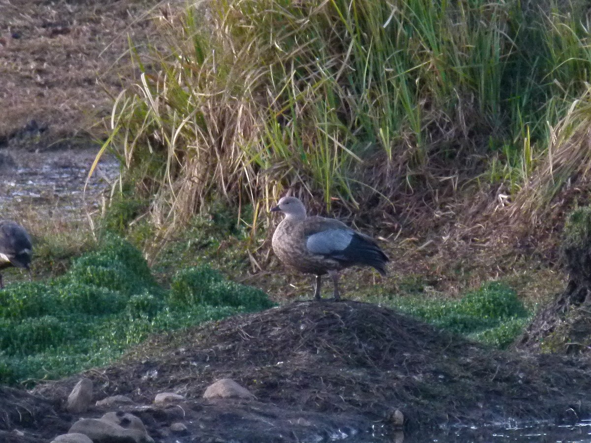 Blue-winged Goose - ML634024796