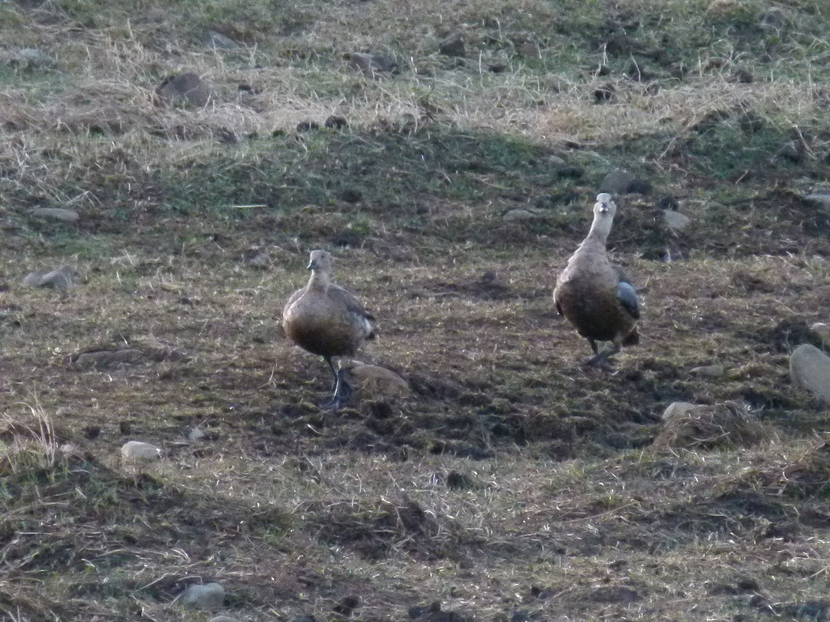 Blue-winged Goose - ML634024797