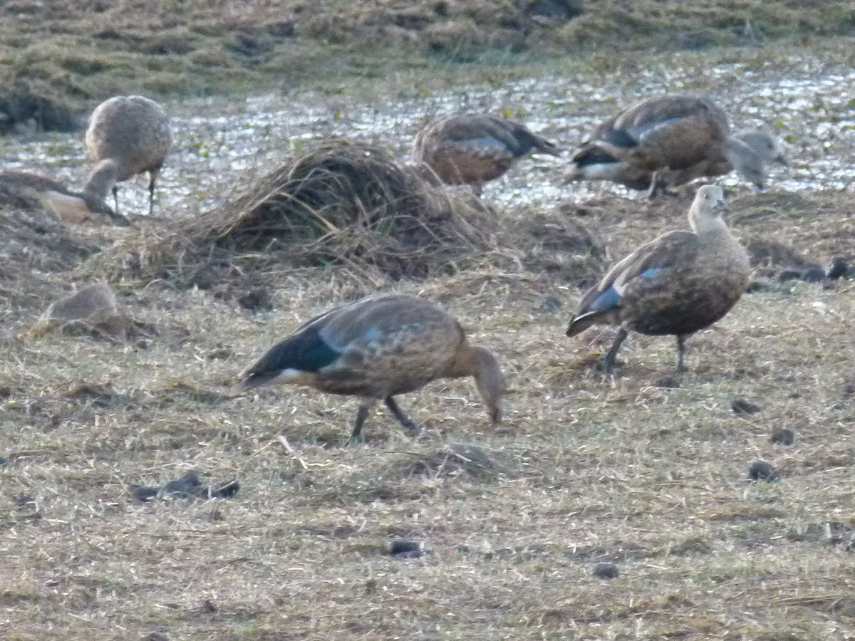 Blue-winged Goose - ML634024798