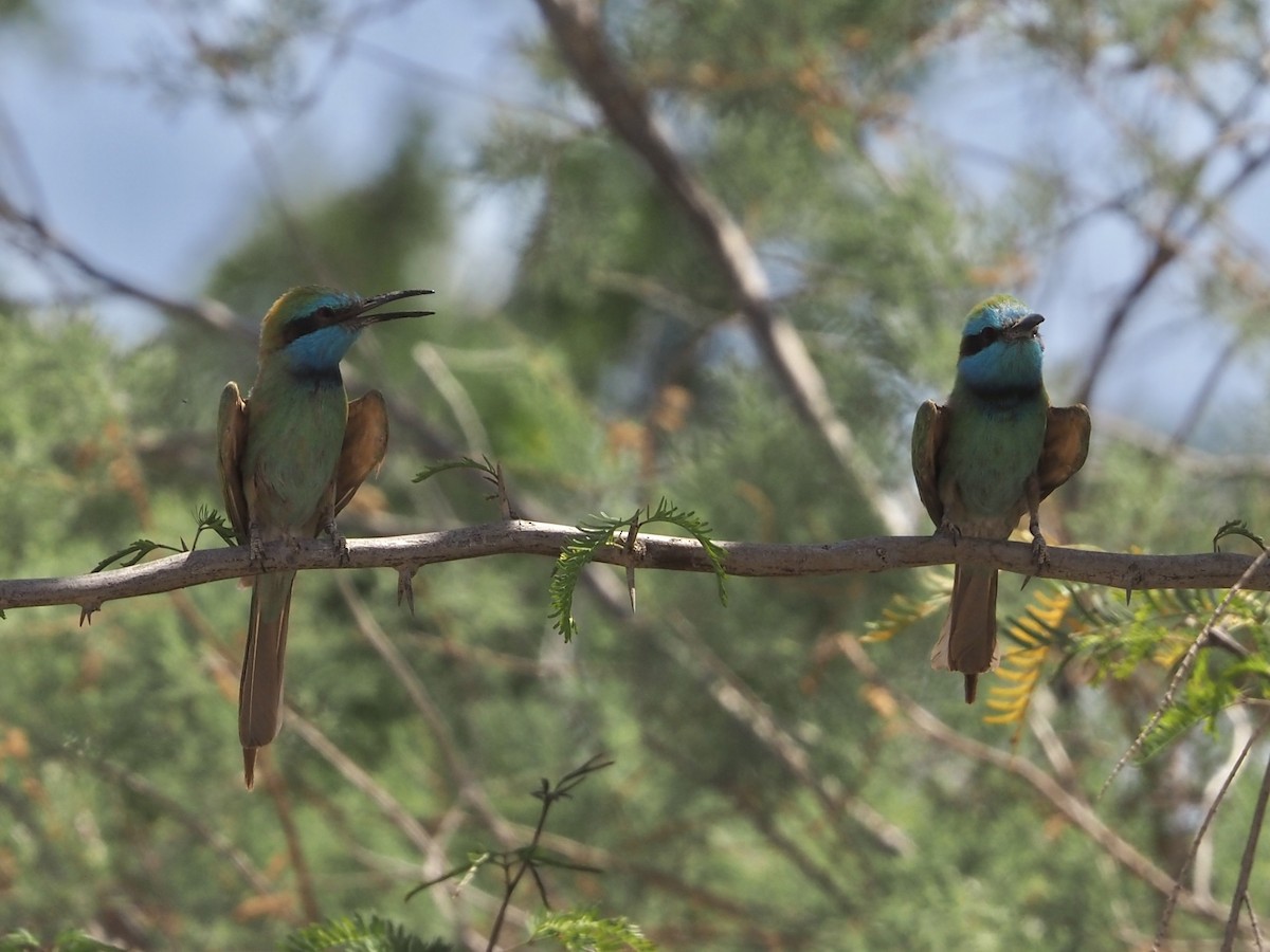 Arabian Green Bee-eater - ML634024876