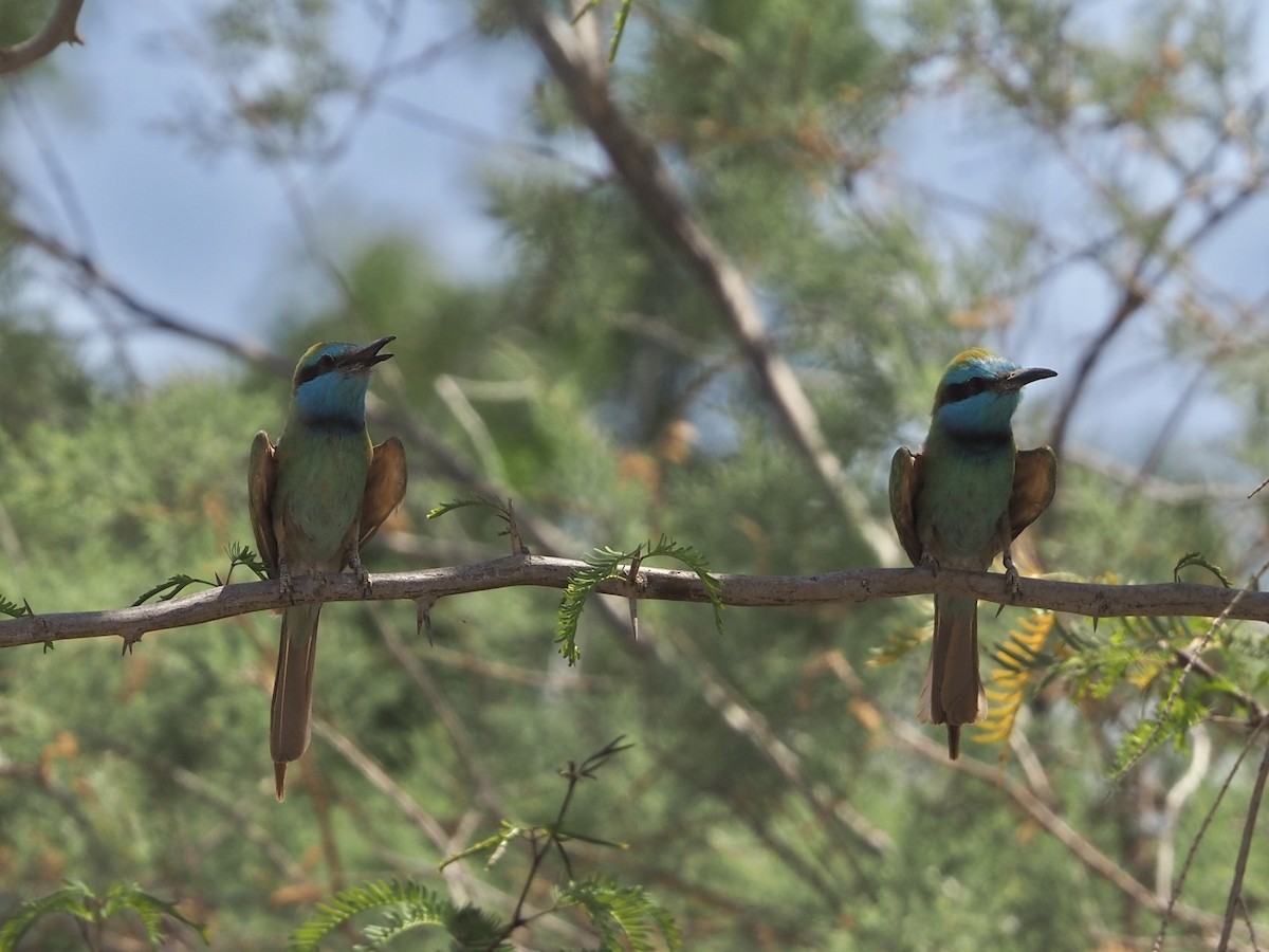 Arabian Green Bee-eater - ML634024880