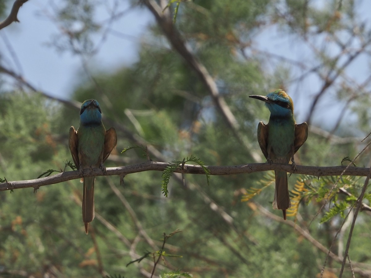 Arabian Green Bee-eater - ML634025023