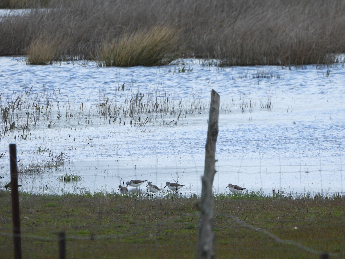 Common Greenshank - ML634025034