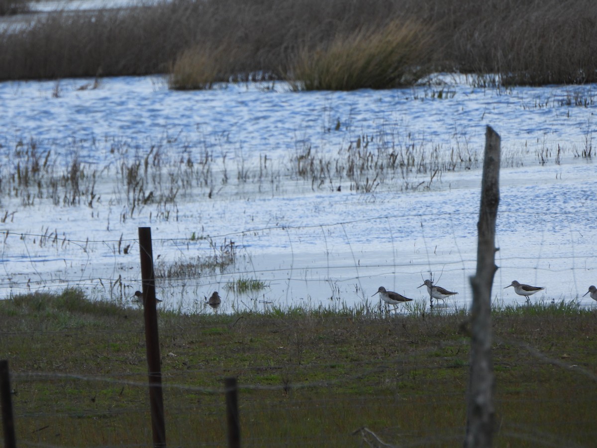 Common Greenshank - ML634025035