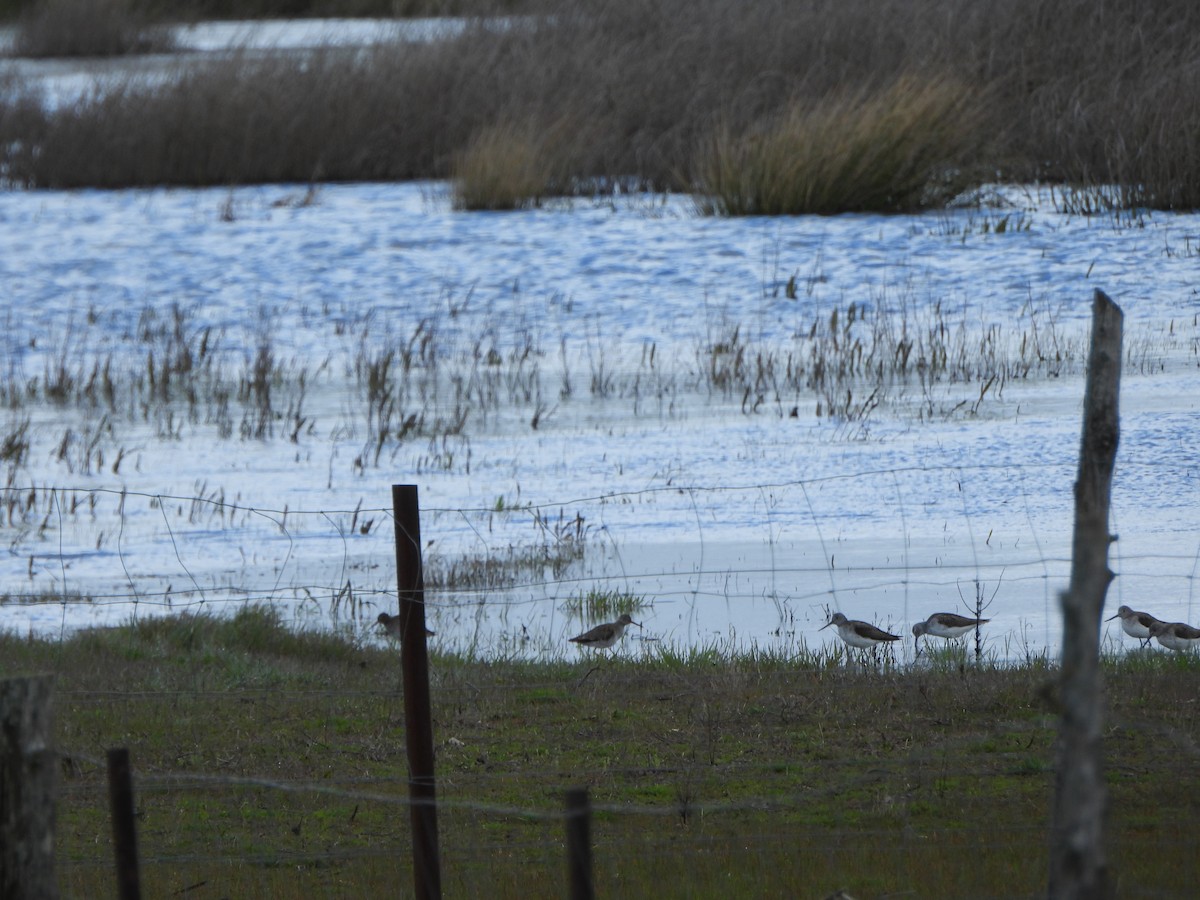 Common Redshank - ML634025064