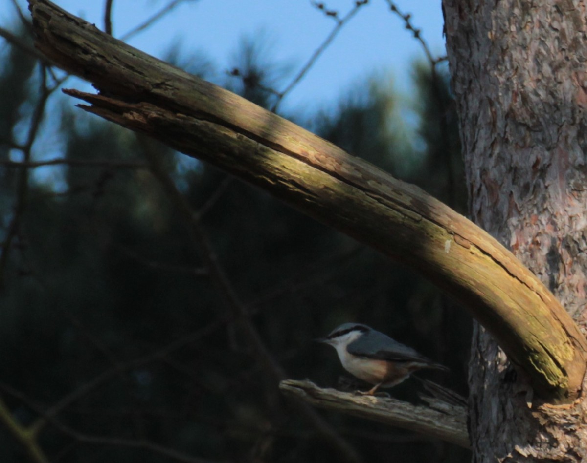 spettmeis (europaea gr.) - ML634025120