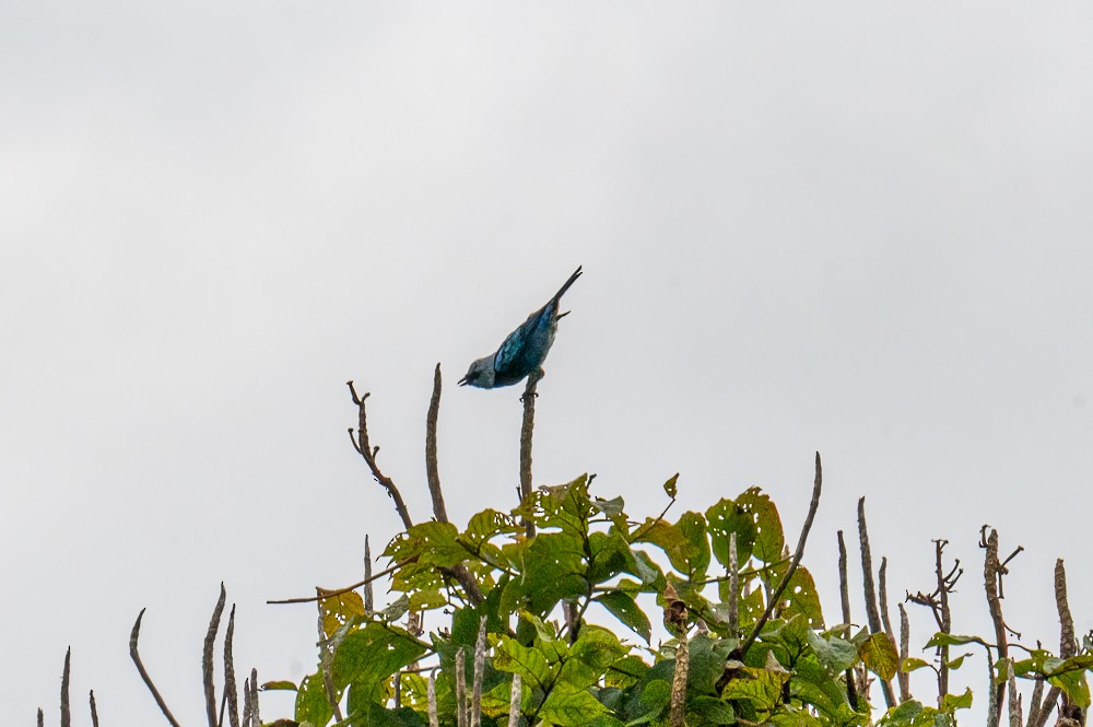 Masked Tanager - ML634025265