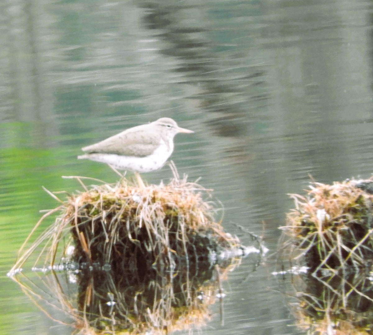 pisík americký - ML634025279