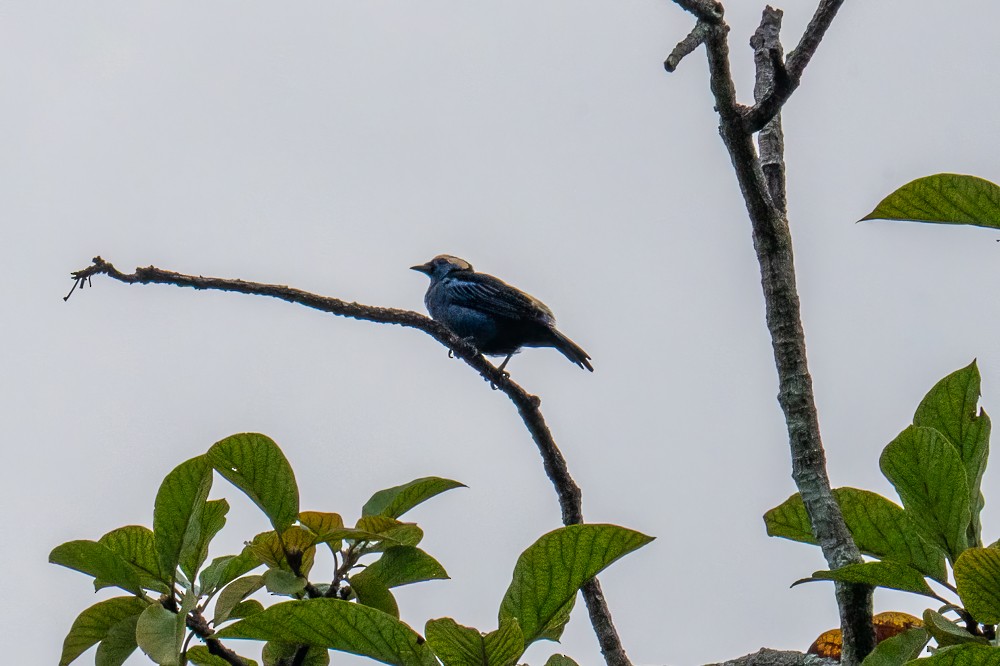 Opal-crowned Tanager - ML634025287