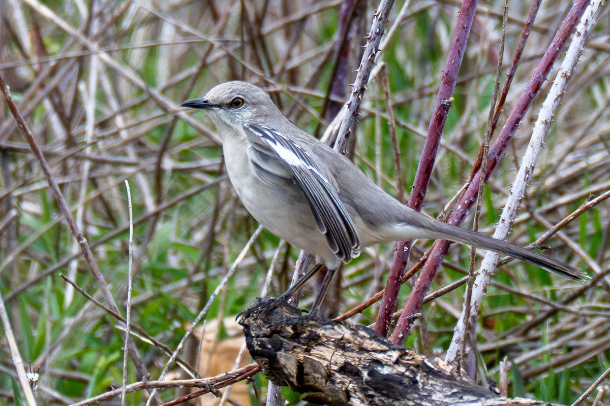 Northern Mockingbird - ML634025335