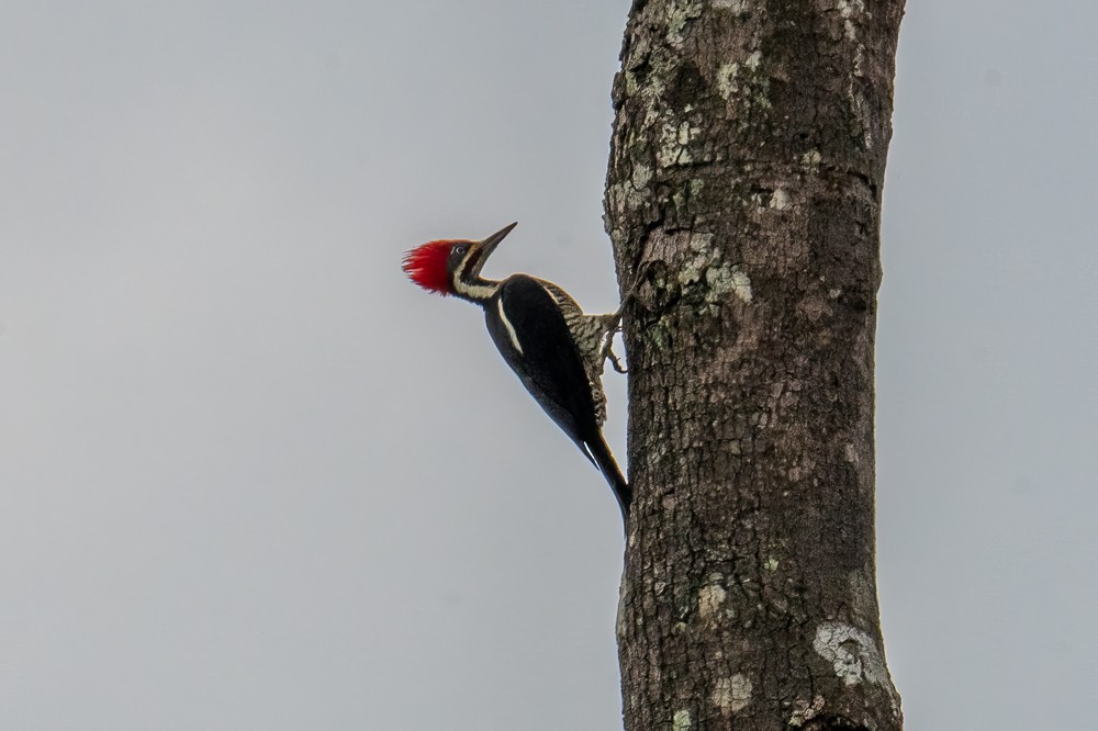 Lineated Woodpecker - ML634025338