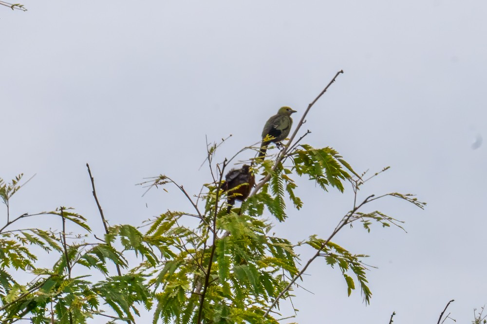 Palm Tanager - ML634025347