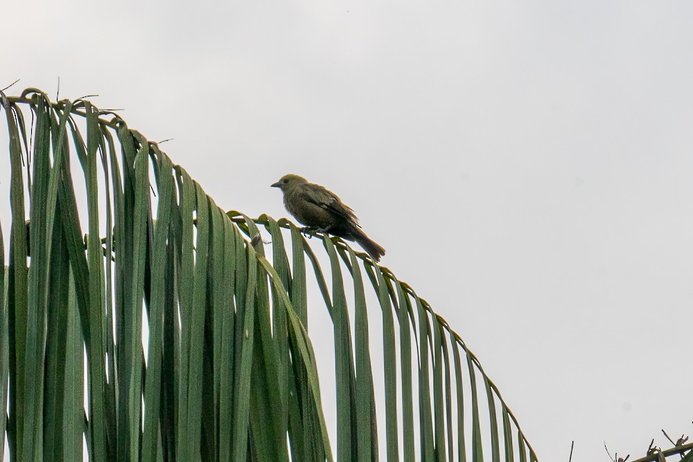 Palm Tanager - ML634025405