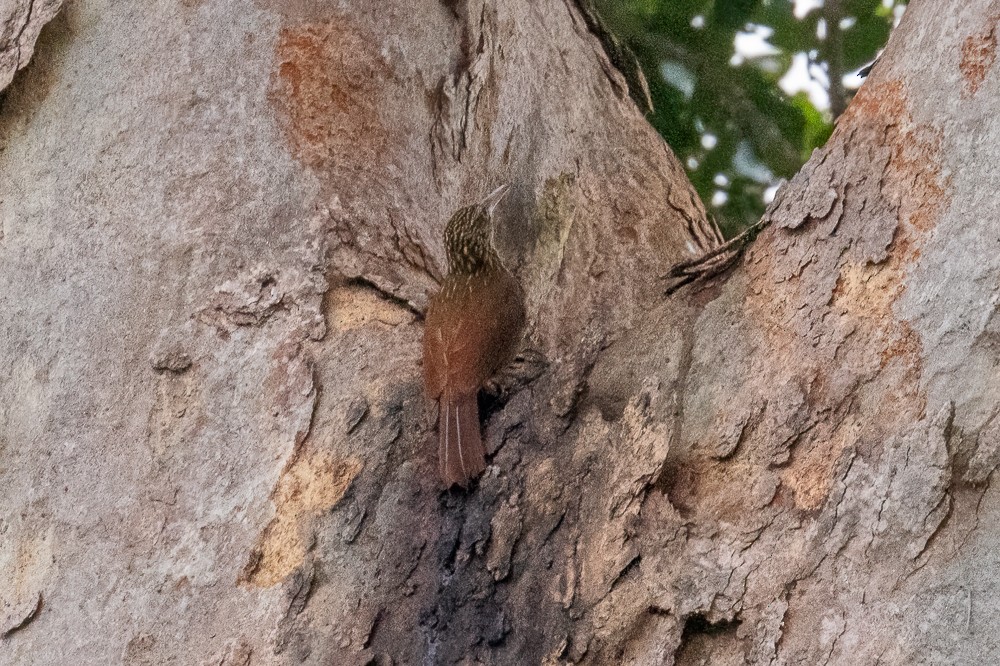 Buff-throated Woodcreeper - ML634025419