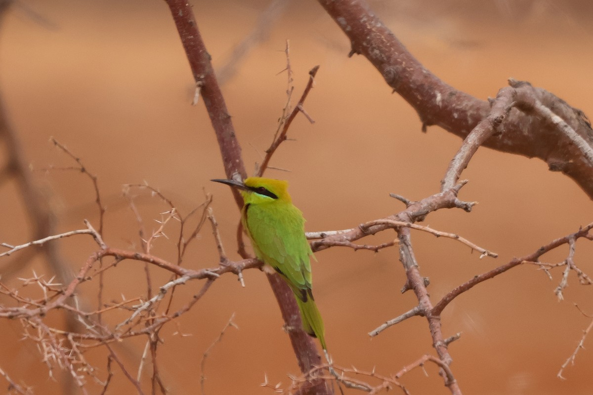 African Green Bee-eater - ML634025478