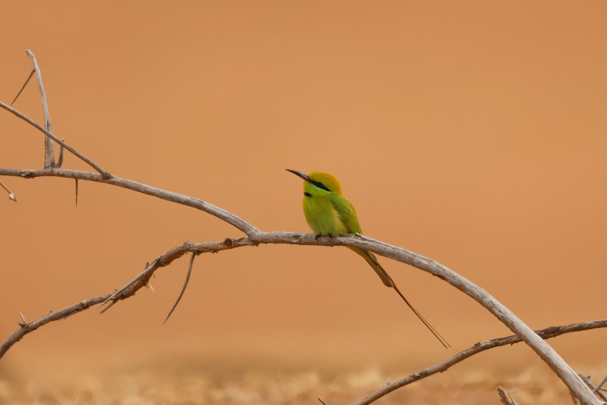 African Green Bee-eater - ML634025480