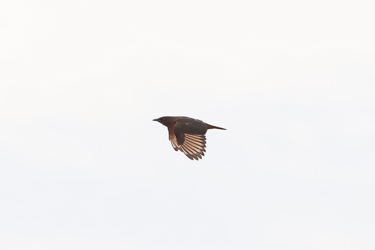 Chestnut-bellied Starling - ML634025484