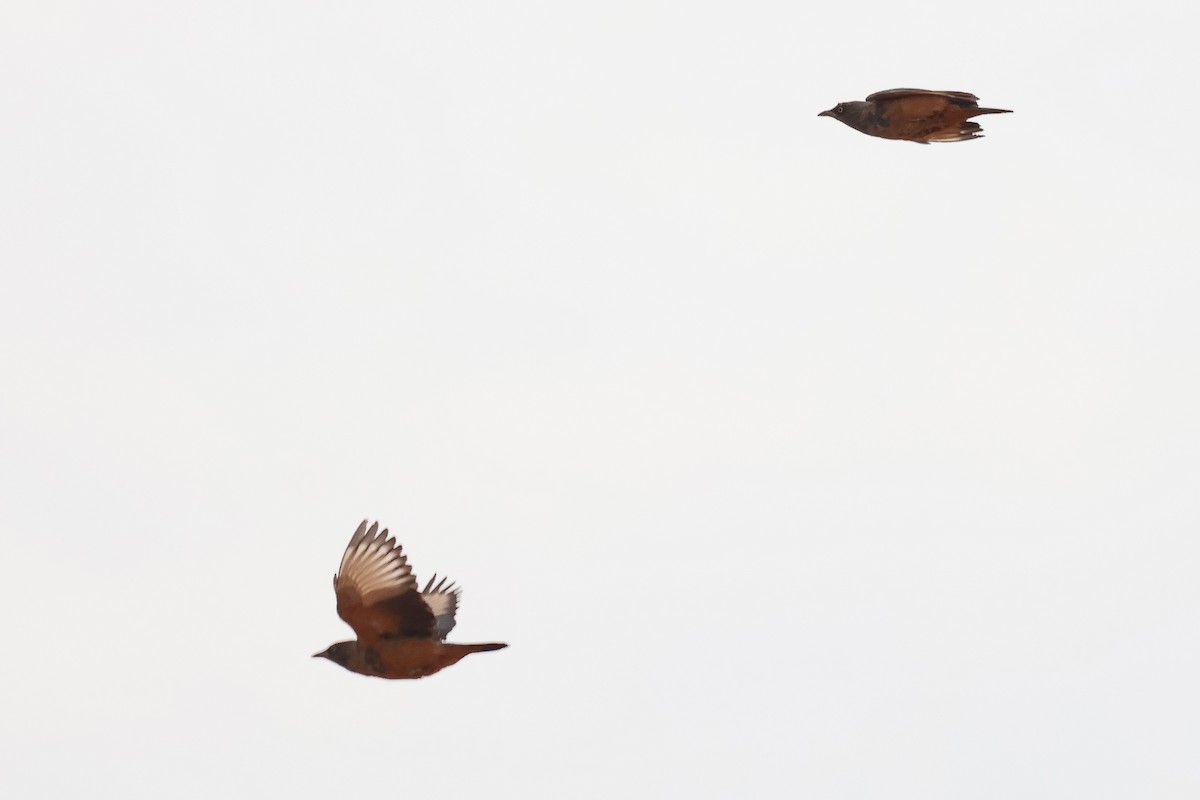 Chestnut-bellied Starling - ML634025485