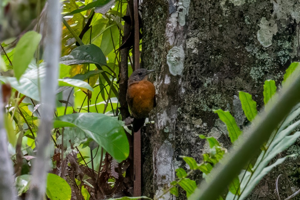 Black-throated Antbird - ML634025505