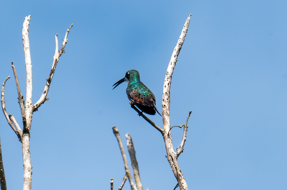 Black-throated Mango - ML634025571