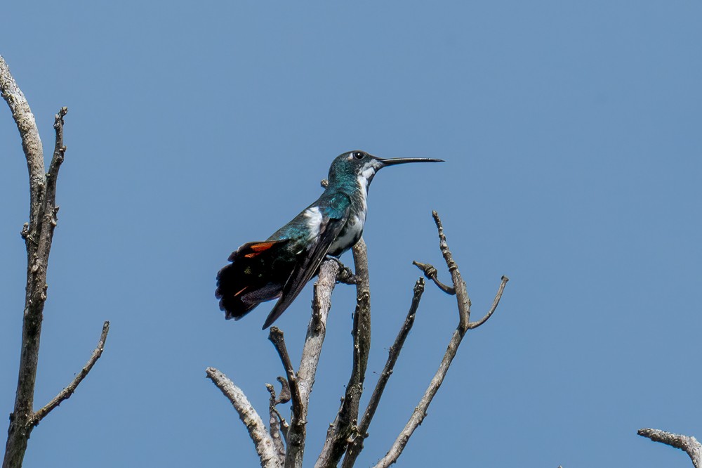Black-throated Mango - ML634025580
