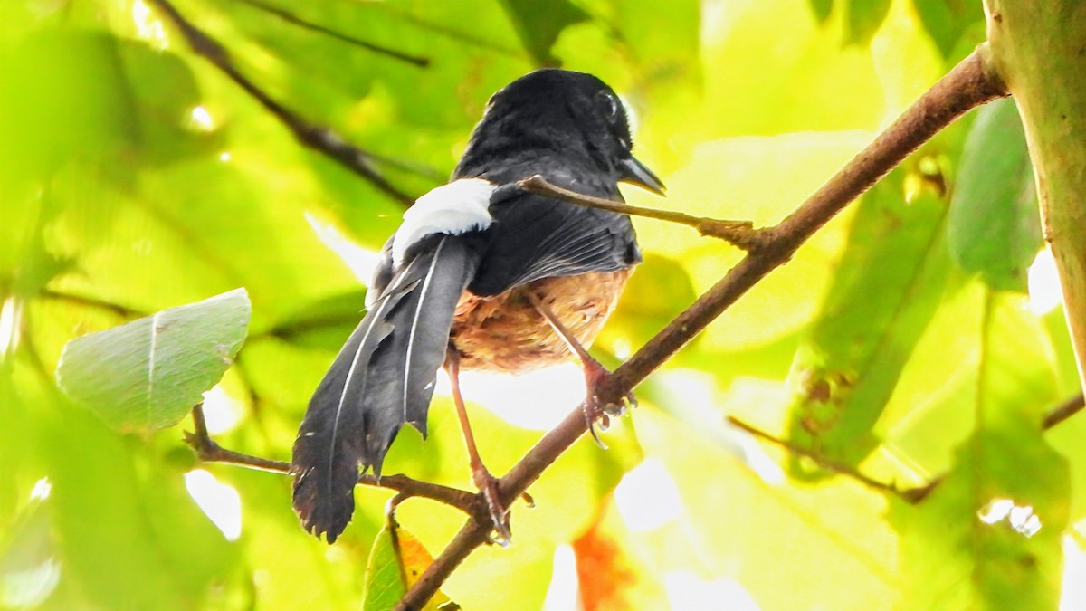 Sri Lankan Shama - ML634025657